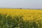 توسعه کشت کلزا خودکفایی در تولید روغن خوراکی