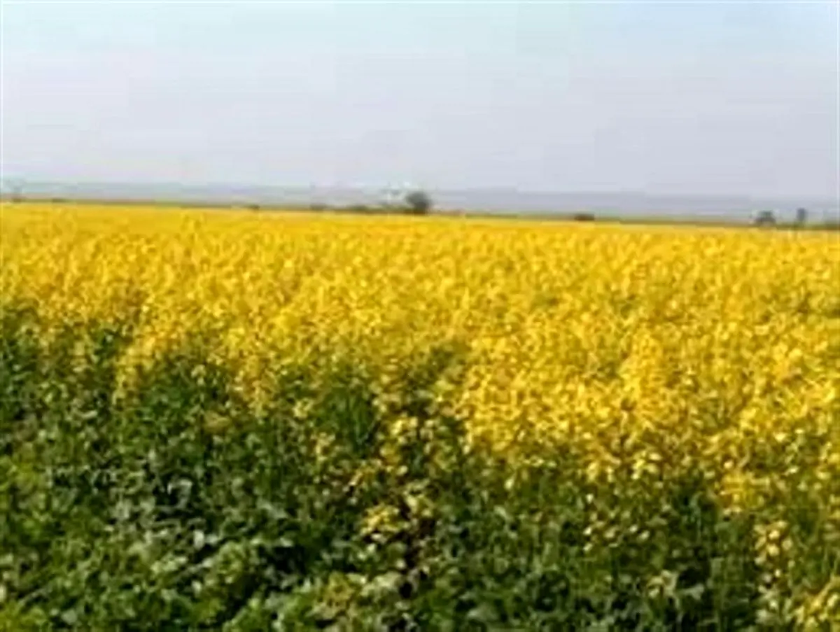 توسعه کشت کلزا خودکفایی در تولید روغن خوراکی