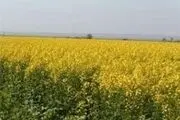 توسعه کشت کلزا خودکفایی در تولید روغن خوراکی