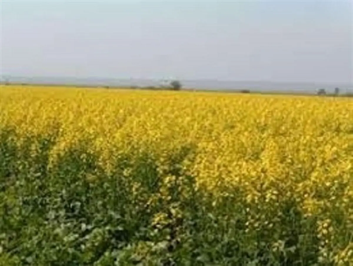 توسعه کشت کلزا خودکفایی در تولید روغن خوراکی