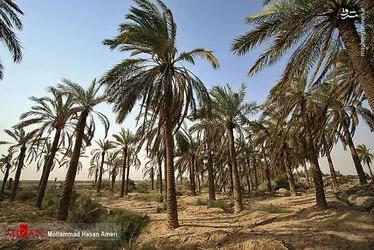 نخل