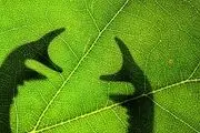 برندگان مسابقه عکاسی از حشرات /گزارش تصویری