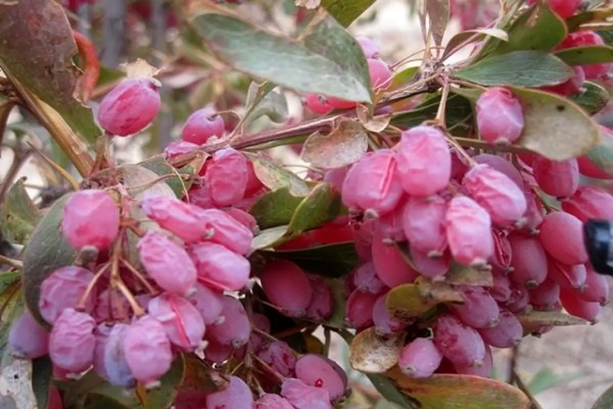 سرما به۷۱۹هکتار اراضی استان تهران خسارت زد