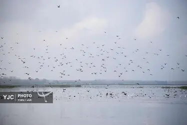 مهمانان زمستانی تالاب انزلی