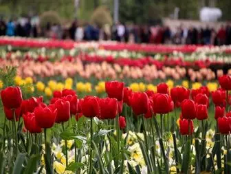 جشنواره لاله ها در بوستان شهید چمران کرج