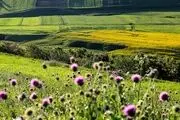 طبیعت بهاری دامنه‌های سبلان / گزارش تصویری