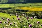  طبیعت بهاری دامنه‌های سبلان / گزارش تصویری