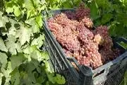 از نوسانات قیمت انگور در سیستان تا برداشت 10 تن انگور در هر هکتار