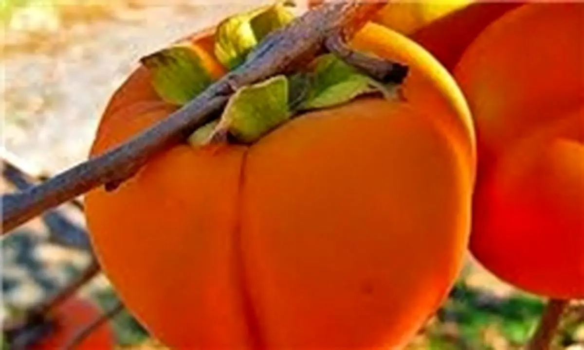 خرمالو، میوهای سرشار از پکتین