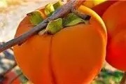 خرمالو، میوه‌ای سرشار از پکتین