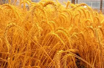امسال ۱۰ میلیون تن گندم در کشور برداشت می شود