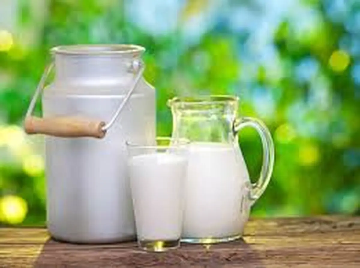 ناشتا شیر نخورید ؛ ۷ خطر بالقوه نوشیدن شیر گاو با معده خالی