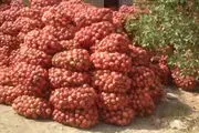 دو هزارتن انار داراب روی دست باغداران