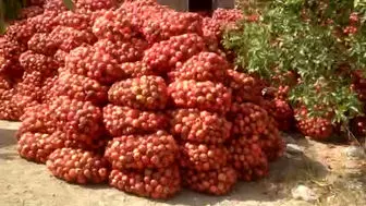 دو هزارتن انار داراب روی دست باغداران