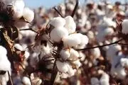 طلای سفید از مزرعه تا کارخانه /گزارش تصویری