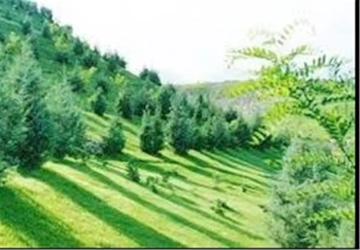 طرح کمربند سبز در استان کرمانشاه ۸۰ درصد پیشرفت فیزیکی دارد