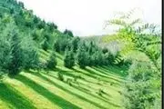 طرح کمربند سبز در استان کرمانشاه ۸۰ درصد پیشرفت فیزیکی دارد 