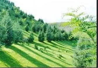 طرح کمربند سبز در استان کرمانشاه ۸۰ درصد پیشرفت فیزیکی دارد 
