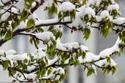 چهره زمستانی بهار در اردبیل/ گزارش تصویری