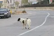 وقتی که سگ ولگرد حادثه ساز می شود + عکس