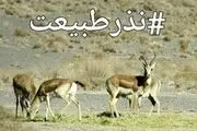 پدیده‌ای جدید به نام«نذر محیط‌زیست»