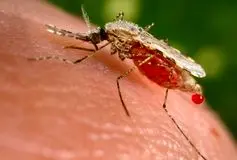 ساخت واکسن جدید ضد مالاریا