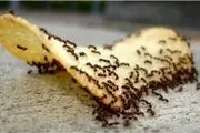 وققتی مورچه ها سنگین تر از انسان ها می شوند