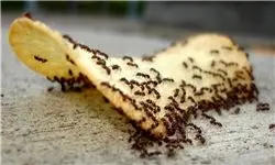 وققتی مورچه ها سنگین تر از انسان ها می شوند