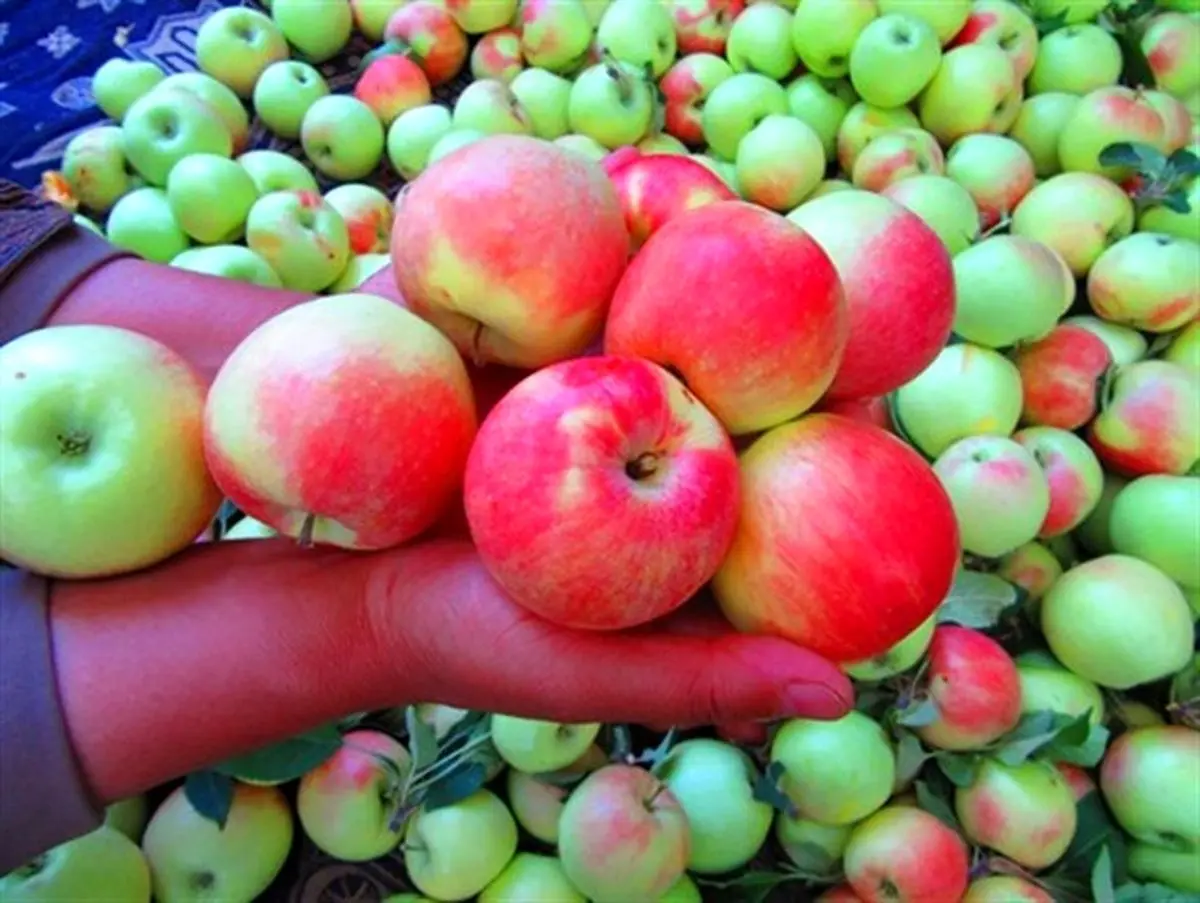 برداشت سیب گلاب در ماهنشان