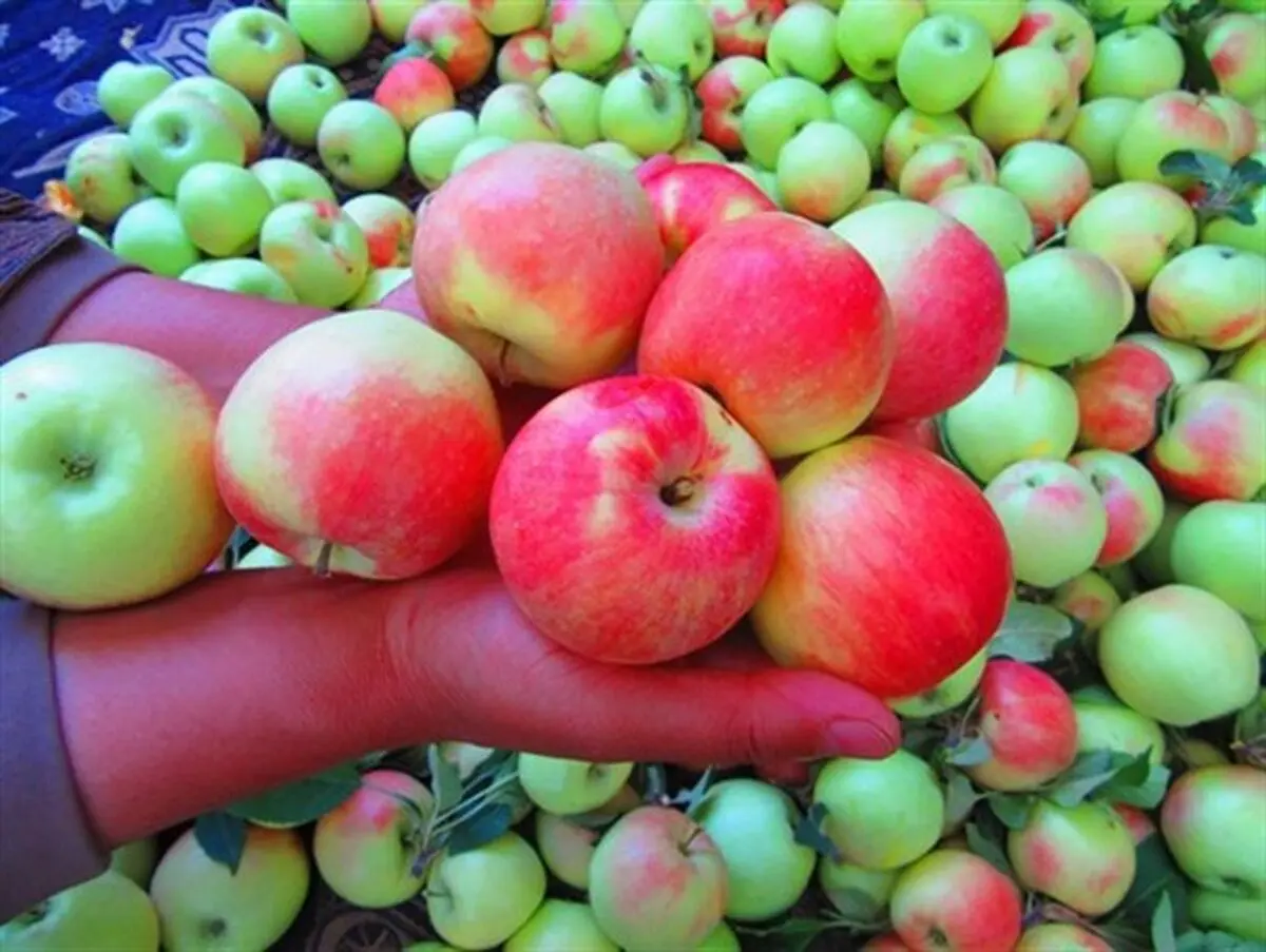 برداشت سیب گلاب در ماهنشان