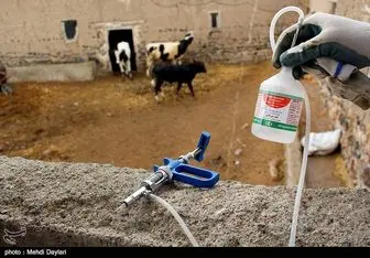 بیش از ۲۵ درصد دام‌های آذربایجان شرقی در مقابل تب برفکی واکسینه شدند