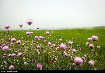 طبیعت