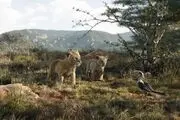 شروع انفجاری «شیر شاه»/ رکوردشکنی انیمیشن محبوب