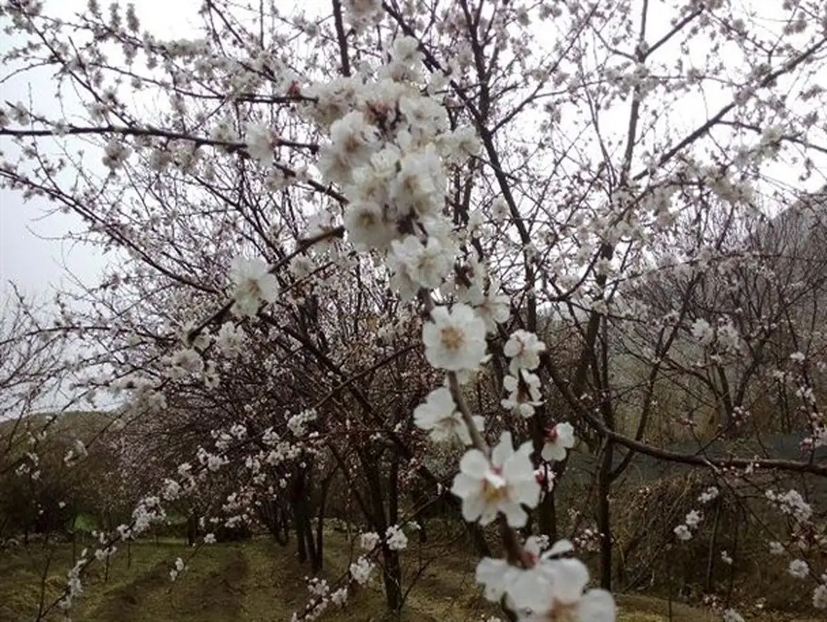 کاهش دمای کنونی استان زنجان خسارت زیادی به باغداران وارد می کند