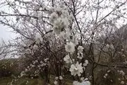 کاهش دمای کنونی استان زنجان خسارت زیادی به باغداران وارد می کند