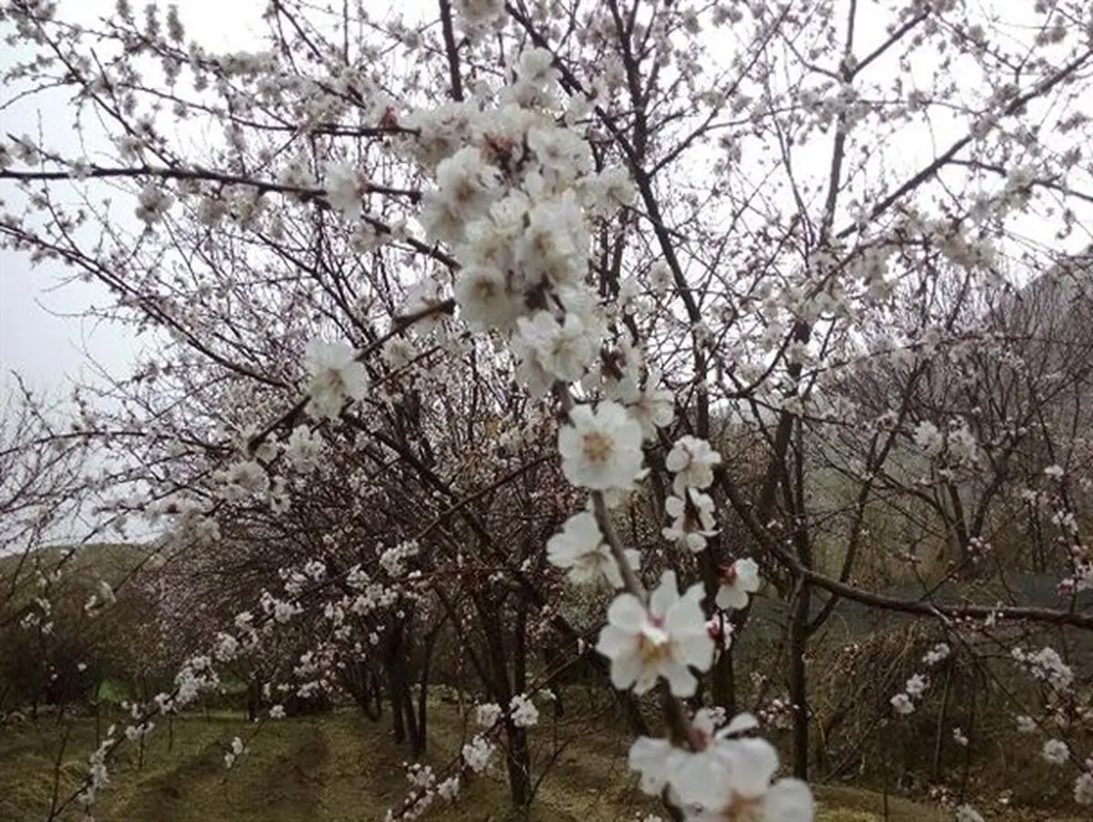 کاهش دمای کنونی استان زنجان خسارت زیادی به باغداران وارد می کند