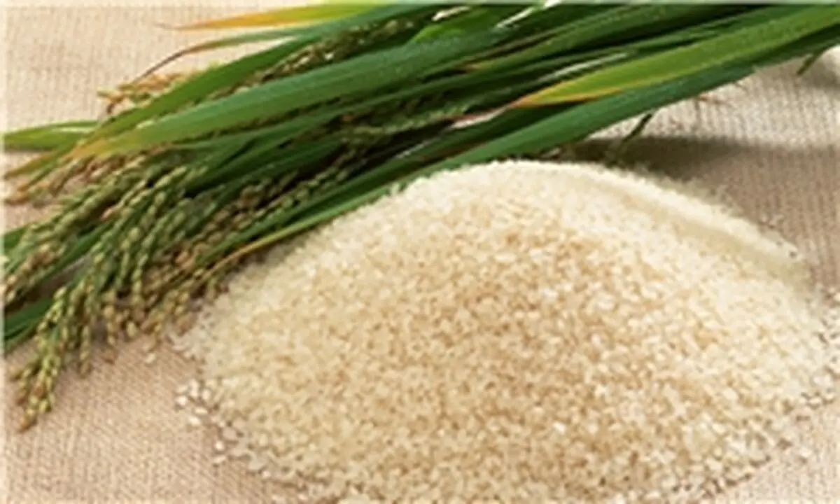 چین صاحب زیباترین مزارع برنج رنگی در جهان
