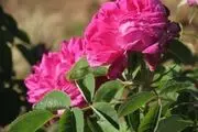برداشت گل محمدی در خمین+ تصاویر