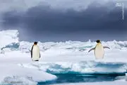 زندگی پنگوئن‌ها در غیاب انسان‌ها/ عکس