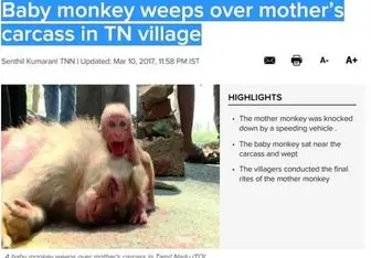 اشک های بچه میمون در کنار جنازه مادر+ عکس