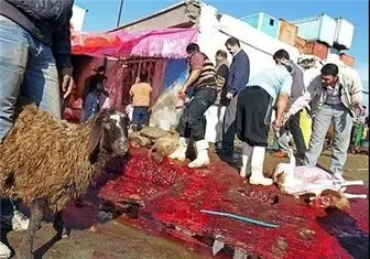 قیمت گوسفند زنده برای قربانی