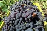 آشنایی با ۶ خاصیت جادویی انگور سیاه 