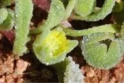 یک قرن اشتباه در مورد شبنم‌ها
