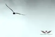آزادی ۲۰۲ زندانی غیرعمد در سالروز شهادت سردار سلیمانی