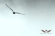 آزادی ۲۰۲ زندانی غیرعمد در سالروز شهادت سردار سلیمانی