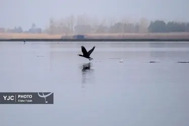 مهمانان زمستانی تالاب انزلی