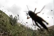 آلوده ترین شهر جهان در محاصره حشرات