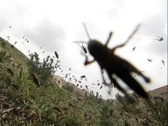 آلوده ترین شهر جهان در محاصره حشرات