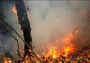 پارک ملی برزیل در آتش سوخت 