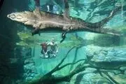 نمایی نزدیک از چشمان تمساح/ عکس